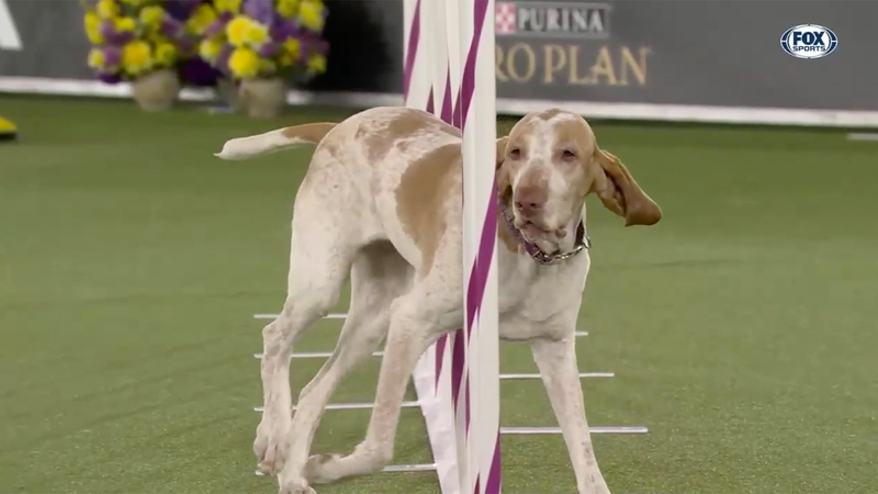Elvira casually runs course to become new fan favorite at WKC